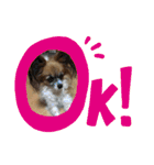 犬猫☆（個別スタンプ：3）