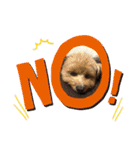 犬猫☆（個別スタンプ：4）