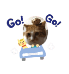 犬猫☆（個別スタンプ：5）