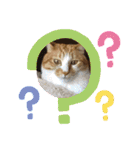 犬猫☆（個別スタンプ：6）
