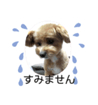 犬猫☆（個別スタンプ：8）