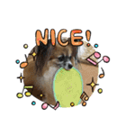 犬猫☆（個別スタンプ：9）
