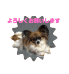 犬猫☆（個別スタンプ：10）
