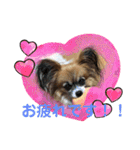犬猫☆（個別スタンプ：11）