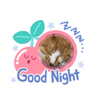 犬猫☆（個別スタンプ：12）