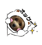 犬猫☆（個別スタンプ：13）
