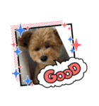 犬猫☆（個別スタンプ：14）