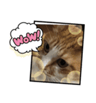 犬猫☆（個別スタンプ：15）
