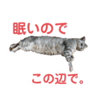 犬猫☆（個別スタンプ：16）
