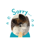 犬猫☆（個別スタンプ：20）