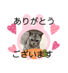 犬猫☆（個別スタンプ：21）