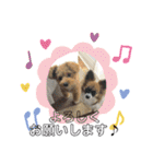 犬猫☆（個別スタンプ：22）