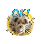犬猫☆（個別スタンプ：24）