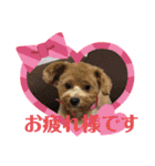 犬猫☆（個別スタンプ：25）