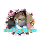 犬猫☆（個別スタンプ：26）