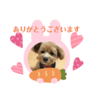 犬猫☆（個別スタンプ：28）