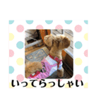 犬猫☆（個別スタンプ：29）