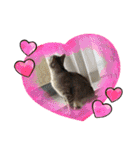 犬猫☆（個別スタンプ：30）