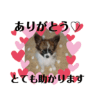 犬猫☆（個別スタンプ：31）