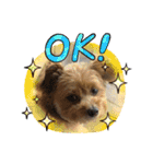 犬猫☆（個別スタンプ：32）