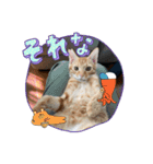 ライと仲間たちの日常4（個別スタンプ：16）