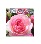 殿堂入りバラ17種 ROSE HALL OF FAME（個別スタンプ：1）