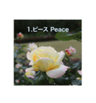 殿堂入りバラ17種 ROSE HALL OF FAME（個別スタンプ：2）