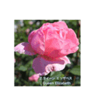 殿堂入りバラ17種 ROSE HALL OF FAME（個別スタンプ：3）