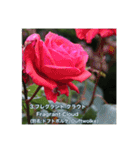 殿堂入りバラ17種 ROSE HALL OF FAME（個別スタンプ：4）