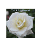 殿堂入りバラ17種 ROSE HALL OF FAME（個別スタンプ：8）