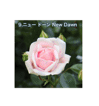 殿堂入りバラ17種 ROSE HALL OF FAME（個別スタンプ：10）