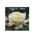 殿堂入りバラ17種 ROSE HALL OF FAME（個別スタンプ：14）