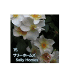 殿堂入りバラ17種 ROSE HALL OF FAME（個別スタンプ：16）
