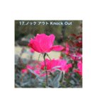 殿堂入りバラ17種 ROSE HALL OF FAME（個別スタンプ：18）