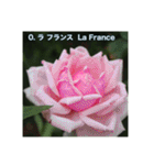 殿堂入りバラ17種 ROSE HALL OF FAME（個別スタンプ：19）