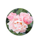 殿堂入りバラ17種 ROSE HALL OF FAME（個別スタンプ：20）