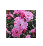 殿堂入りバラ17種 ROSE HALL OF FAME（個別スタンプ：21）
