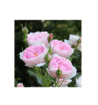 殿堂入りバラ17種 ROSE HALL OF FAME（個別スタンプ：22）