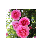 殿堂入りバラ17種 ROSE HALL OF FAME（個別スタンプ：23）