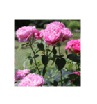 殿堂入りバラ17種 ROSE HALL OF FAME（個別スタンプ：24）