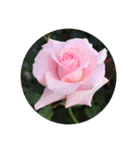 殿堂入りバラ17種 ROSE HALL OF FAME（個別スタンプ：25）