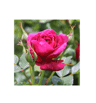 殿堂入りバラ17種 ROSE HALL OF FAME（個別スタンプ：26）
