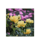 殿堂入りバラ17種 ROSE HALL OF FAME（個別スタンプ：28）