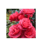 殿堂入りバラ17種 ROSE HALL OF FAME（個別スタンプ：29）