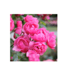殿堂入りバラ17種 ROSE HALL OF FAME（個別スタンプ：30）