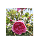 殿堂入りバラ17種 ROSE HALL OF FAME（個別スタンプ：31）