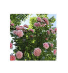 殿堂入りバラ17種 ROSE HALL OF FAME（個別スタンプ：32）