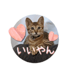 うちのにゃんず❤️可愛い❤️猫❤️日常❤️（個別スタンプ：1）