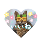うちのにゃんず❤️可愛い❤️猫❤️日常❤️（個別スタンプ：2）