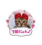 うちのにゃんず❤️可愛い❤️猫❤️日常❤️（個別スタンプ：3）